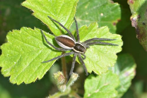 Dolomedes (fimbriatus-plantarius)
